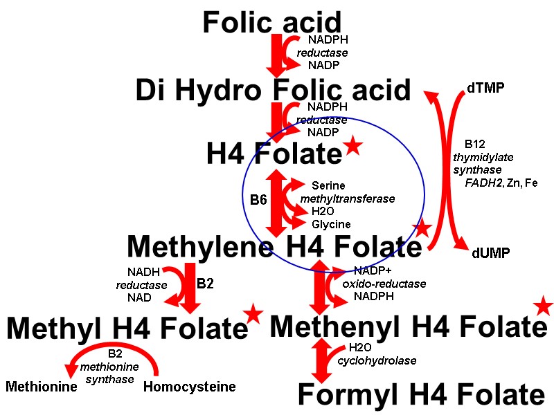 Folic acid Methylene H4 Folate Methenyl H4 Folate Di Hydro Folic acid H4 Folate